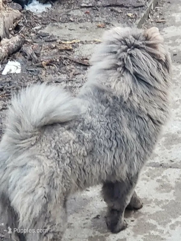 Blue brindle – Chow Chow puppy for sale in South Dakota, SD