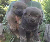 Blue brindle, a male Chow Chow for sale in South Dakota, SD – 2 of 4