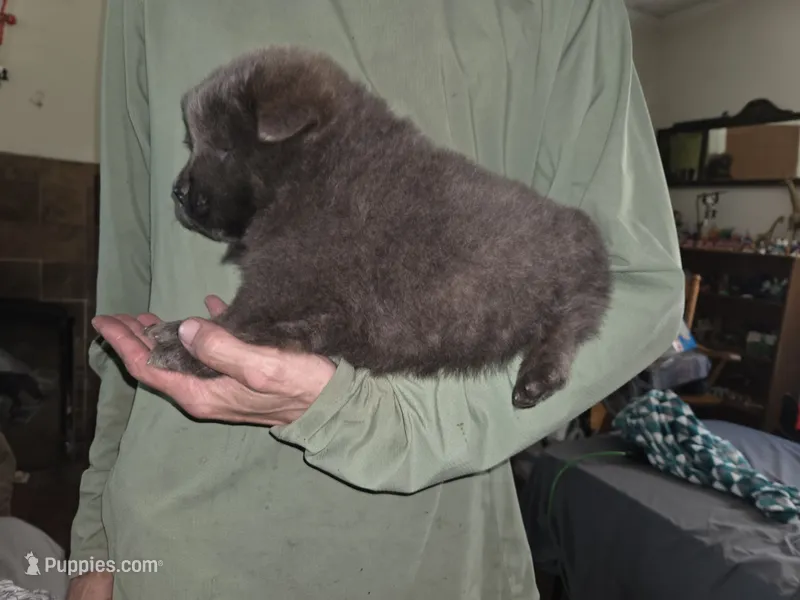 Blue – Chow Chow puppy for sale in South Dakota, SD