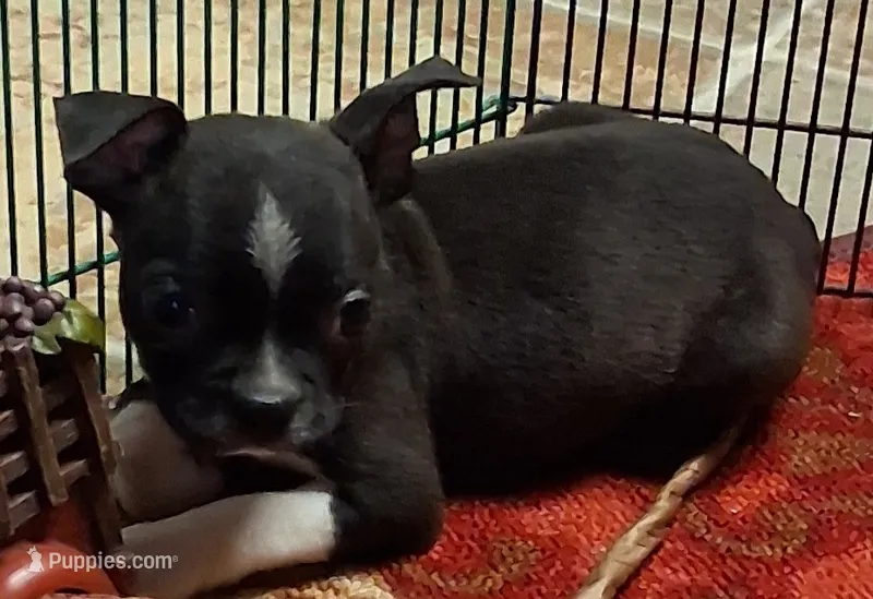 Stella – Boston Terrier puppy for sale in Camden, SC