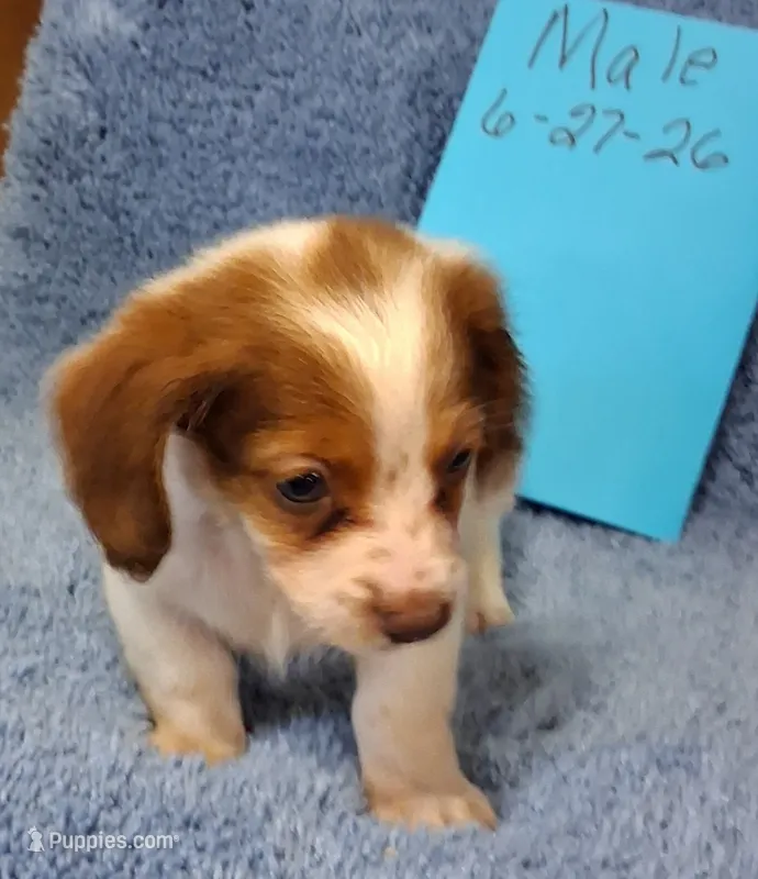 Jamie's boy – Miniature Dachshund puppy for sale in Camden, SC