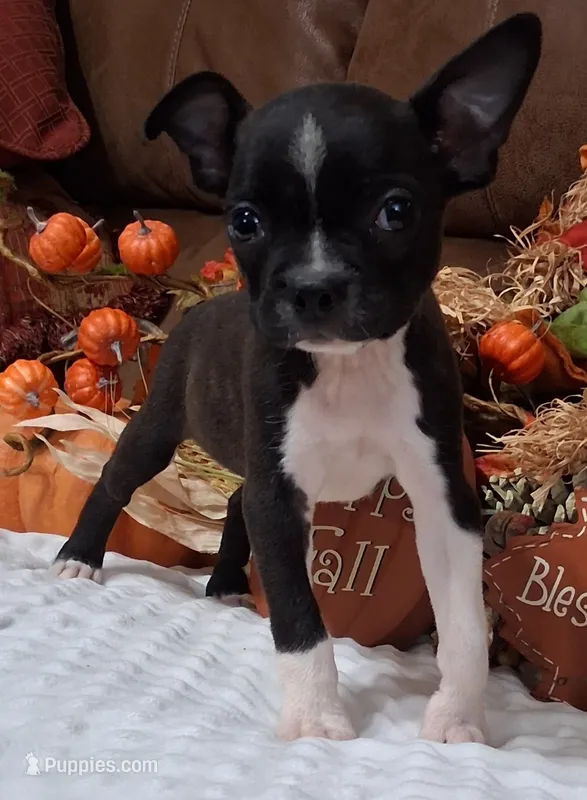 Stella – Boston Terrier puppy for sale in Camden, SC