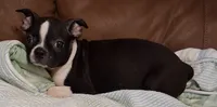 Rosie 2, a female Boston Terrier for sale in Camden, SC – 5 of 6
