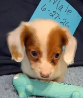 White baby, a male Miniature Dachshund for sale in Camden, SC – 1 of 4