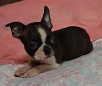 Girlfriend , a female Boston Terrier for sale in Camden, SC – 6 of 10
