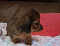 Jamie's girl , a female Miniature Dachshund for sale in Camden, SC – 2 of 4
