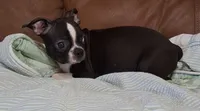 Rosie 2, a female Boston Terrier for sale in Camden, SC – 6 of 6