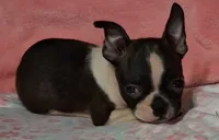 Girlfriend , a female Boston Terrier for sale in Camden, SC – 3 of 10