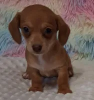 Smooth Female , a female Miniature Dachshund for sale in Camden, SC – Photo 3 of 10