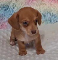 Smooth Female , a female Miniature Dachshund for sale in Camden, SC – Photo 4 of 10