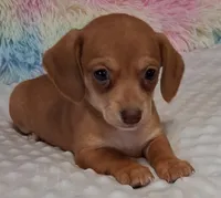 Smooth Female , a female Miniature Dachshund for sale in Camden, SC – Photo 7 of 10