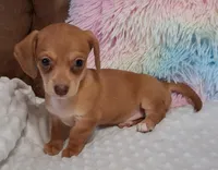 Smooth Female , a female Miniature Dachshund for sale in Camden, SC – Photo 8 of 10