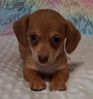 Smooth Female , a female Miniature Dachshund for sale in Camden, SC – Photo 5 of 10