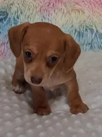 Smooth Female , a female Miniature Dachshund for sale in Camden, SC – Photo 1 of 10