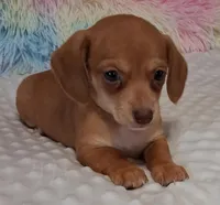 Smooth Female , a female Miniature Dachshund for sale in Camden, SC – Photo 9 of 10