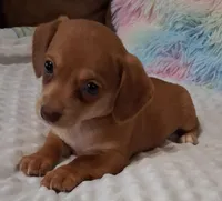 Smooth Female , a female Miniature Dachshund for sale in Camden, SC – Photo 10 of 10