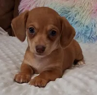 Smooth Female , a female Miniature Dachshund for sale in Camden, SC – Photo 6 of 10