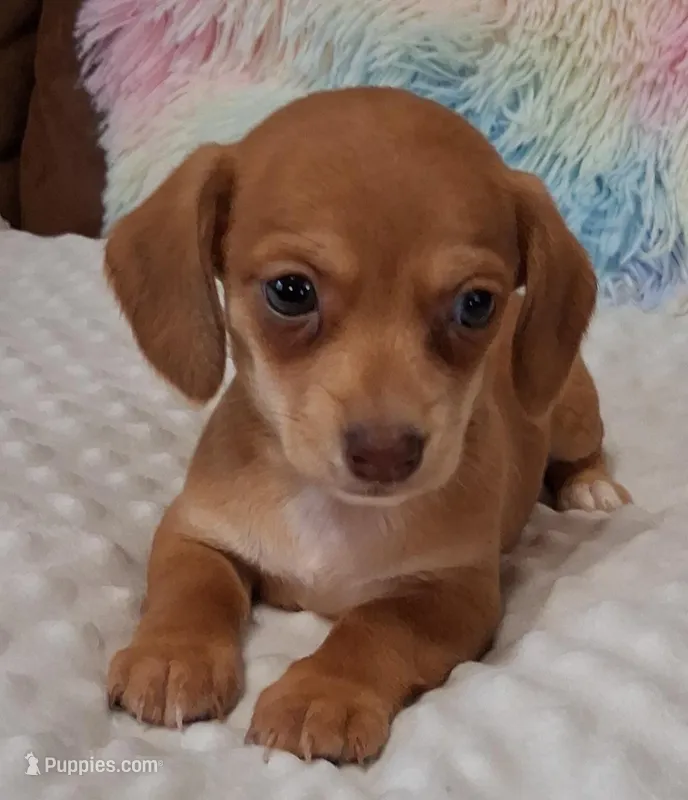Smooth Female  – Miniature Dachshund puppy for sale in Camden, SC