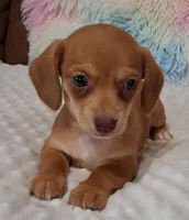 Smooth Female , a female Miniature Dachshund for sale in Camden, SC – Photo 2 of 10