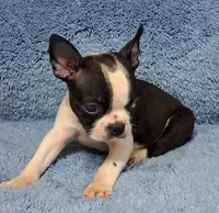 Little Axel 1, a male Boston Terrier for sale in Camden, SC – 6 of 7