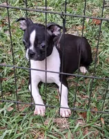 Rosie 2, a female Boston Terrier for sale in Camden, SC – 2 of 6