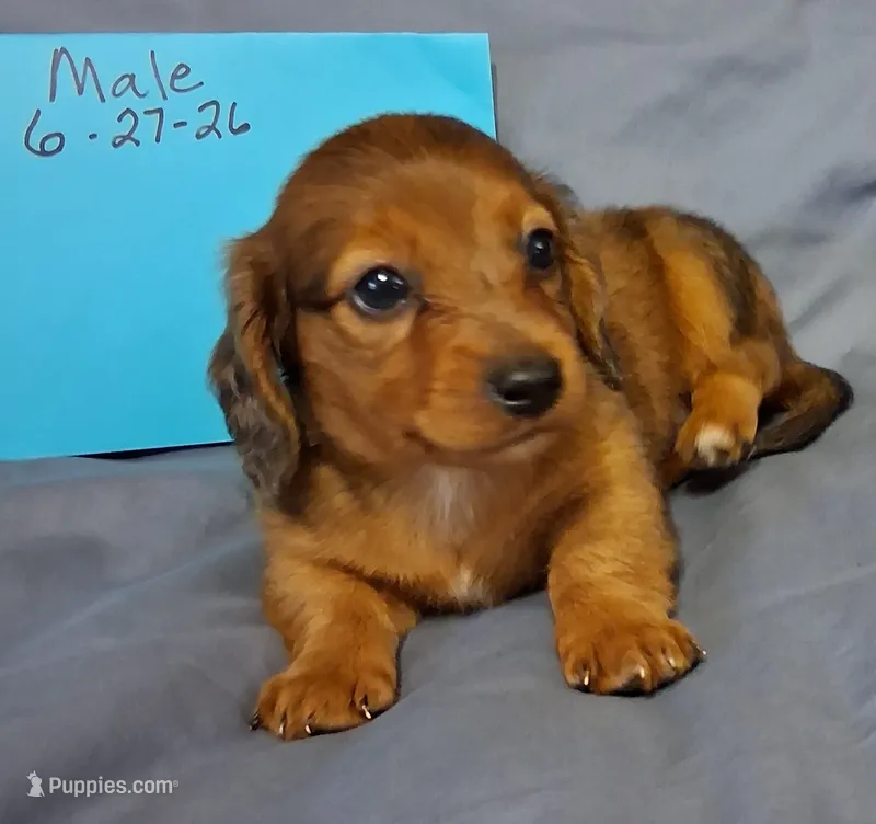 Little Boy – Miniature Dachshund puppy for sale in Camden, SC