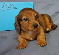 Little Boy, a male Miniature Dachshund for sale in Camden, SC – 1 of 2