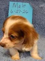 Jamie's boy, a male Miniature Dachshund for sale in Camden, SC – 2 of 8