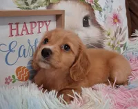 Angel Girl, a male Miniature Dachshund for sale in Camden, SC – Photo 8 of 10