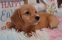 Angel Girl, a male Miniature Dachshund for sale in Camden, SC – Photo 7 of 10