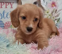 Angel Girl, a male Miniature Dachshund for sale in Camden, SC – Photo 2 of 10