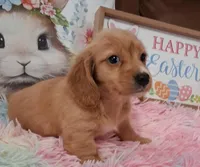 Angel Girl, a male Miniature Dachshund for sale in Camden, SC – Photo 10 of 10