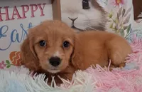 Angel Girl, a male Miniature Dachshund for sale in Camden, SC – Photo 3 of 10