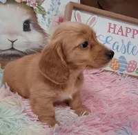 Angel Girl, a male Miniature Dachshund for sale in Camden, SC – Photo 6 of 10