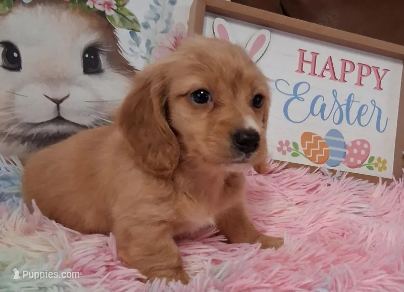 Angel Girl – Miniature Dachshund puppy for sale in Camden, SC