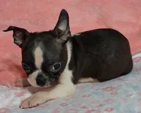 Girlfriend , a female Boston Terrier for sale in Camden, SC – 2 of 10
