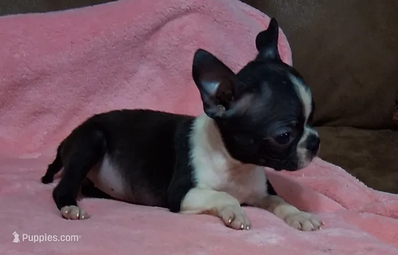 Prissy – Boston Terrier puppy for sale in Camden, SC