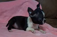 Prissy, a female Boston Terrier for sale in Camden, SC – 5 of 10