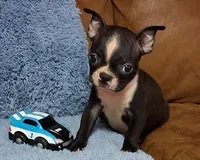 Little Axel 2, a male Boston Terrier for sale in Camden, SC – 7 of 10