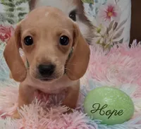 Hope  CKC. Male, a male Miniature Dachshund for sale in Camden, SC – Photo 5 of 10