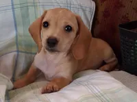 Max  CKC. Male, a male Miniature Dachshund for sale in Camden, SC – Photo 8 of 9