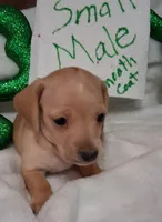 Max 3, a male Miniature Dachshund for sale in Camden, SC – Photo 3 of 6