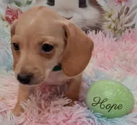 Hope  CKC. Male, a male Miniature Dachshund for sale in Camden, SC – Photo 4 of 10