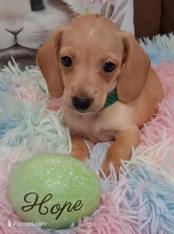 Hope  CKC. Male – Miniature Dachshund puppy for sale in Camden, SC