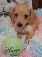 Hope  CKC. Male, a male Miniature Dachshund for sale in Camden, SC – Photo 1 of 10