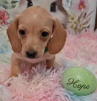 Hope  CKC. Male, a male Miniature Dachshund for sale in Camden, SC – Photo 9 of 10