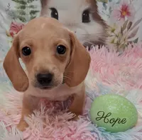 Hope  CKC. Male, a male Miniature Dachshund for sale in Camden, SC – Photo 6 of 10