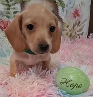 Hope  CKC. Male, a male Miniature Dachshund for sale in Camden, SC – Photo 7 of 10