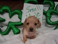 Max 3, a male Miniature Dachshund for sale in Camden, SC – Photo 6 of 6