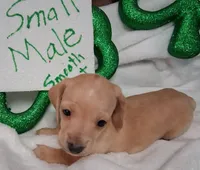 Max 3, a male Miniature Dachshund for sale in Camden, SC – Photo 4 of 6